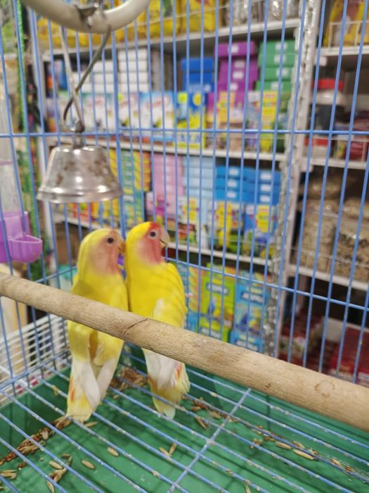 Попугаи Неразлучники