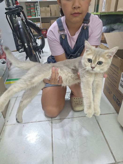 Срочно сотилади британский галубой шиншила