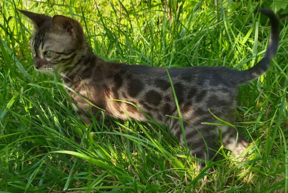 Котик окраса уголь