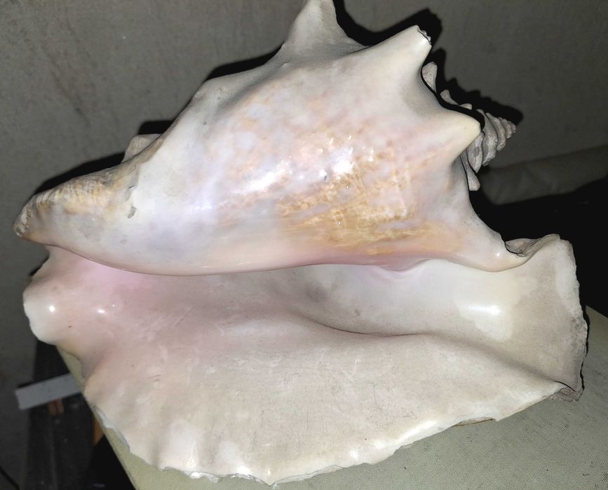 Голяма морска раковина от Карибско море