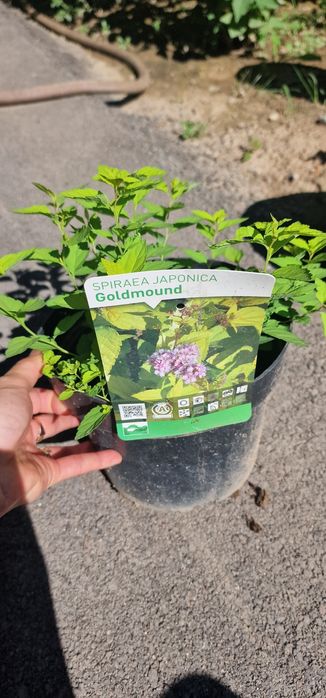 Гортензии в алмате от 2000тг