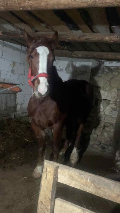 VVand mânz sau schimb