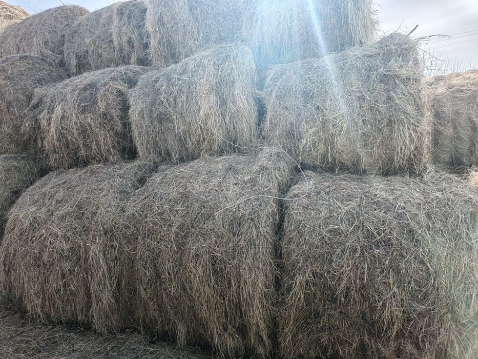 Продам сено в тюках