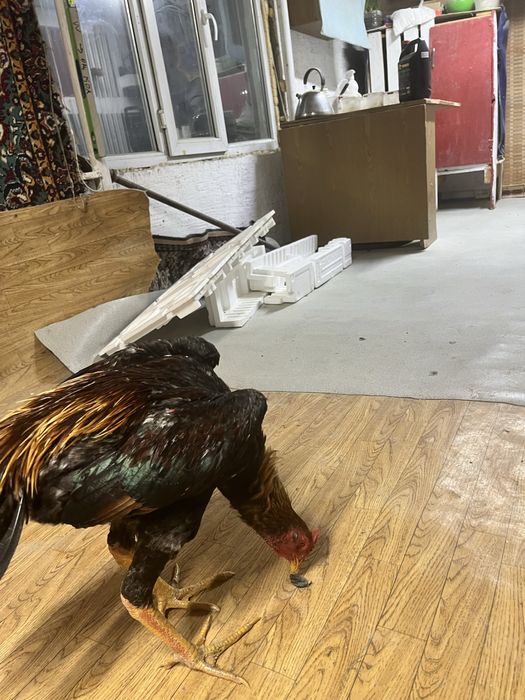 Дакан майский Джужа