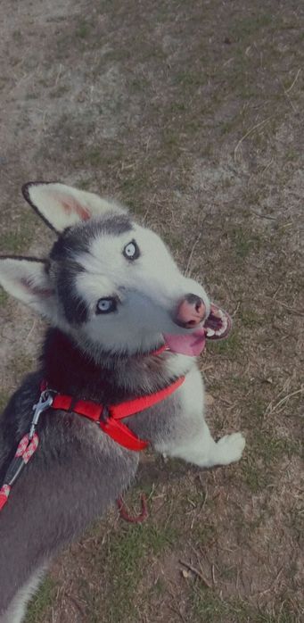 Vând Husky Siberian rasă pură