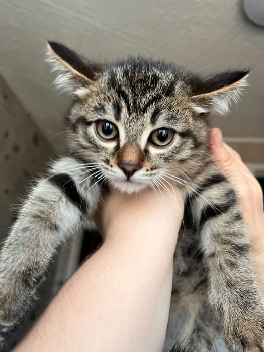 Отдам котёнка маленького