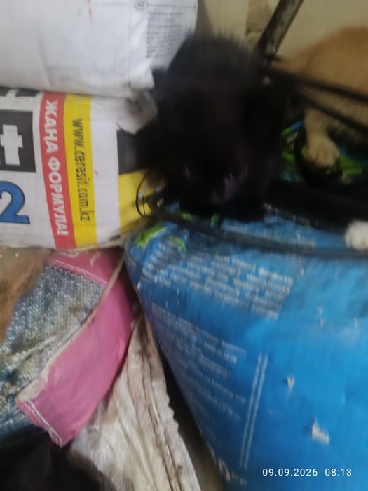 Отдам в добрые руки  котят