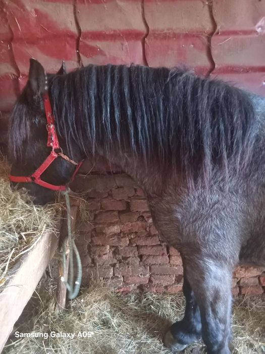 Manza de vazare  de doi ani