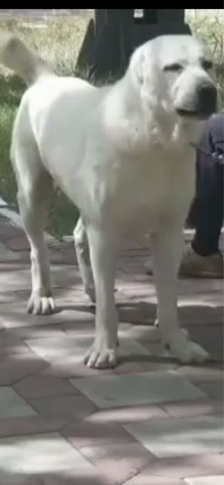 Предлагаю для вязки кобелей САО