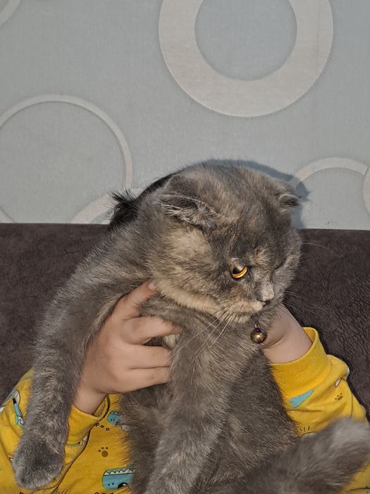 Породистая кошка Скоттиш