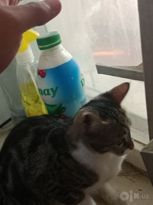 Маленький котята одам бесплатно в хорошие руки