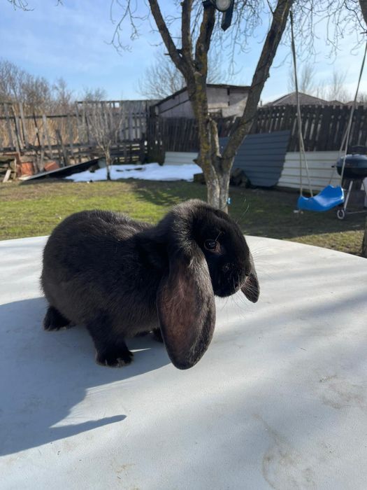 Vând iepuri  de rasa