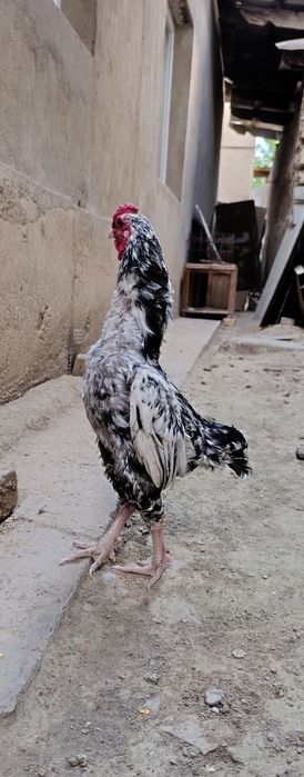 Ко шамо кораз петух
