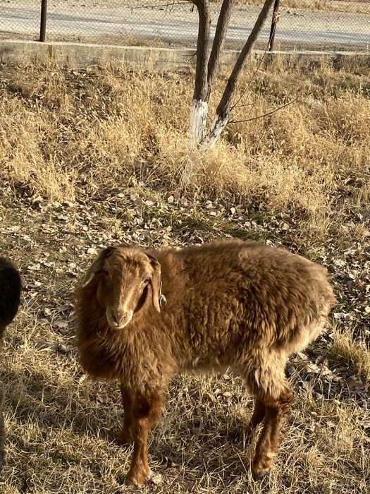 Қошқарлар сатылады