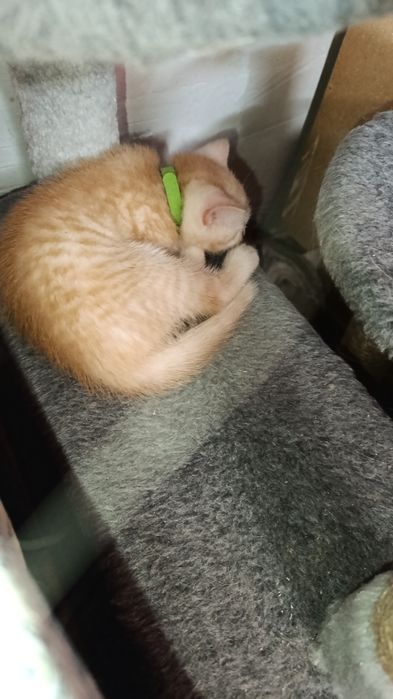 Шотландские Котята мальчик