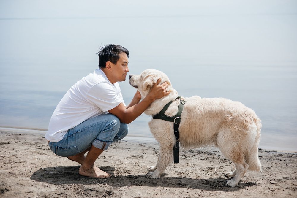 Вязка Золотистый Ретривер