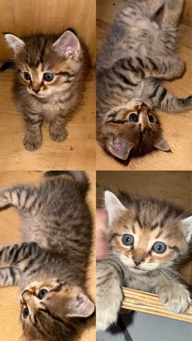 Котята в добрые руки