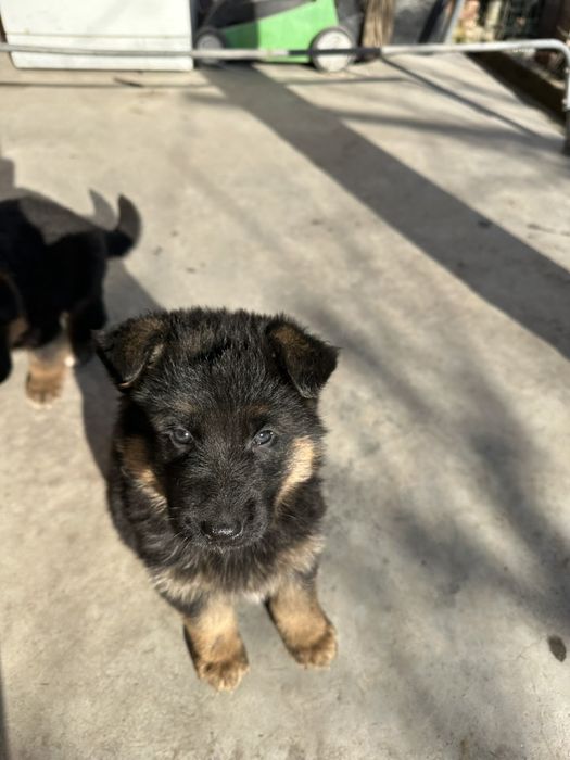 Малки немски овчарки