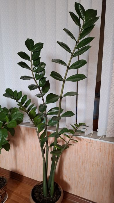 Замиокулькас (Долларовое дерево)