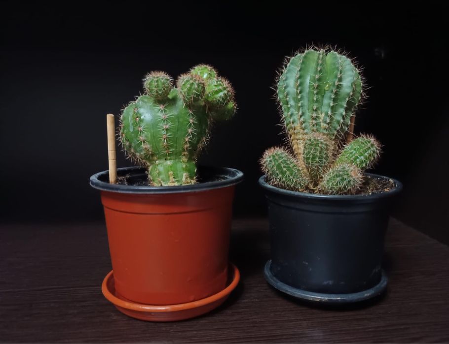 Кактус многолетний