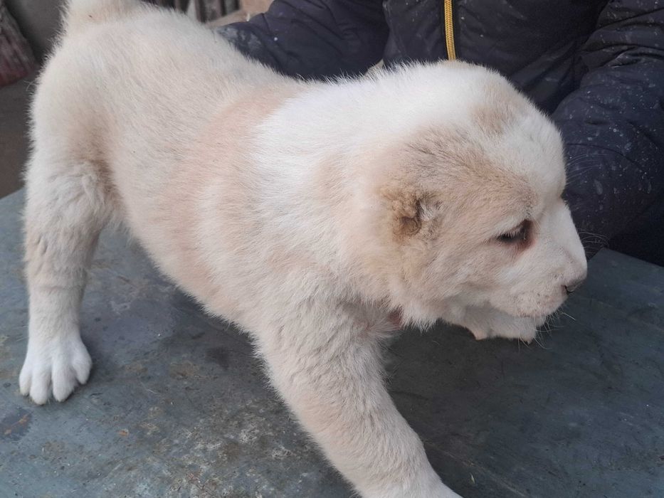 Алабайчета от елитни родители