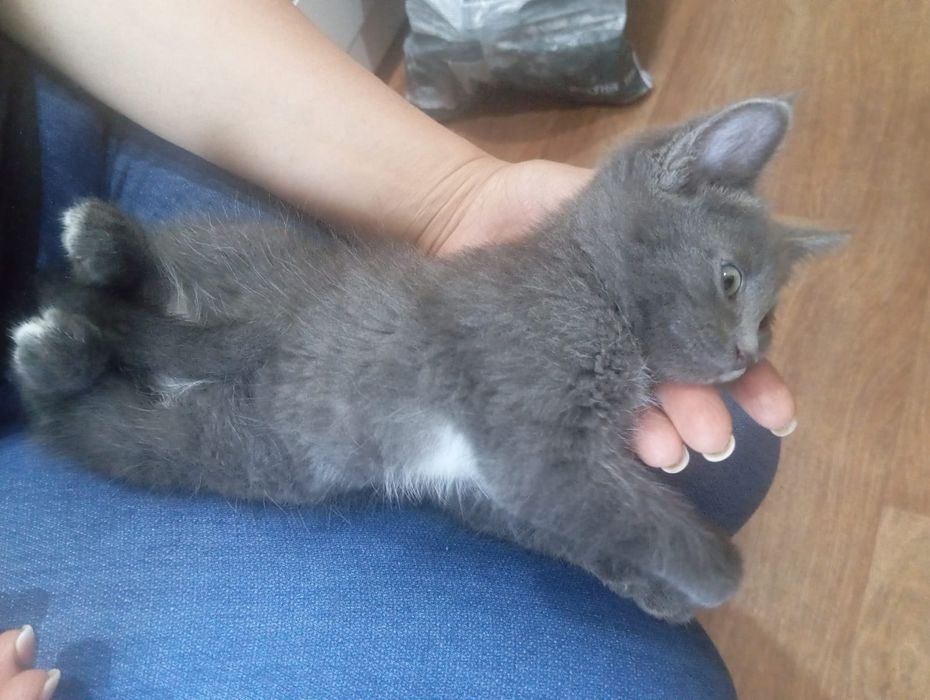 Отдам котенка девочку