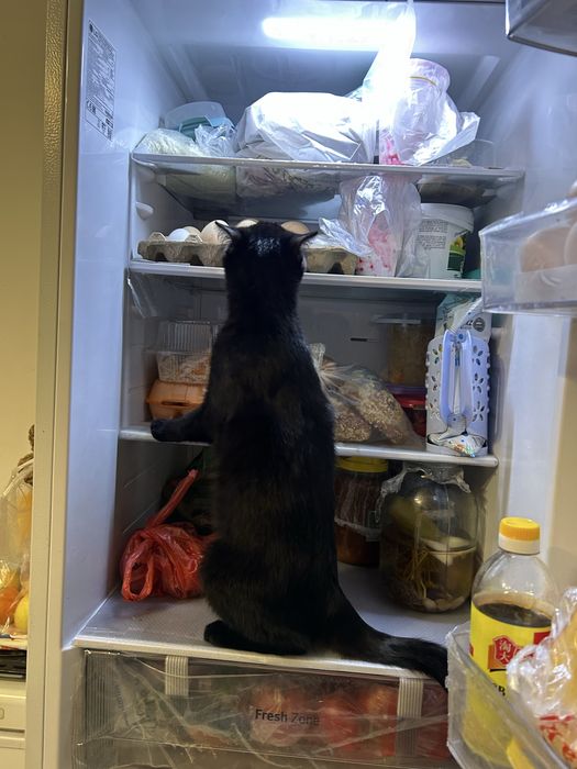 Отдам кота 6мес кастрирован