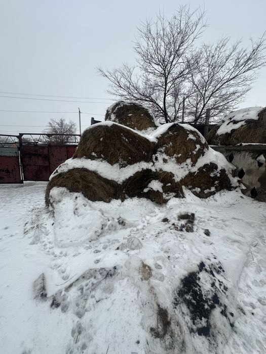 Сено луговое в рулонах