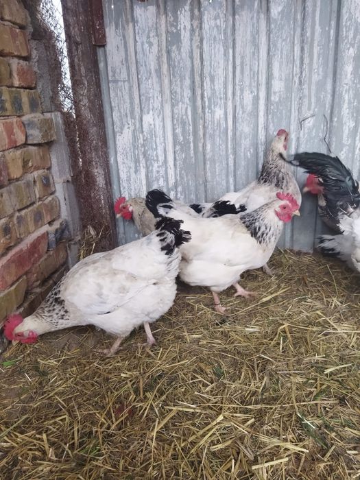 Продам куры домашние