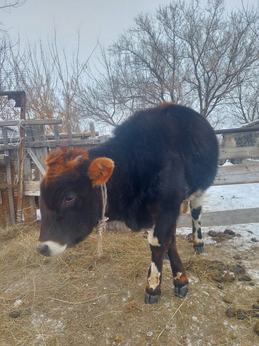 Құнажын Сатылады