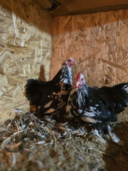 Карликовые кохинхины