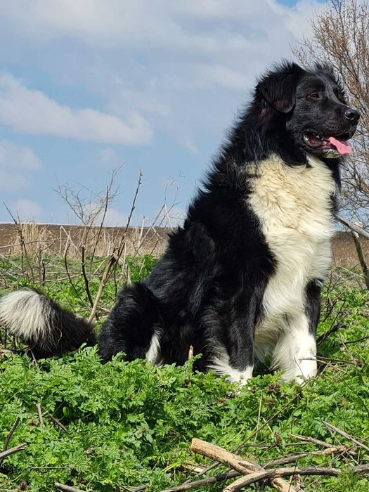 Българско овчарско куче / Каракачанка