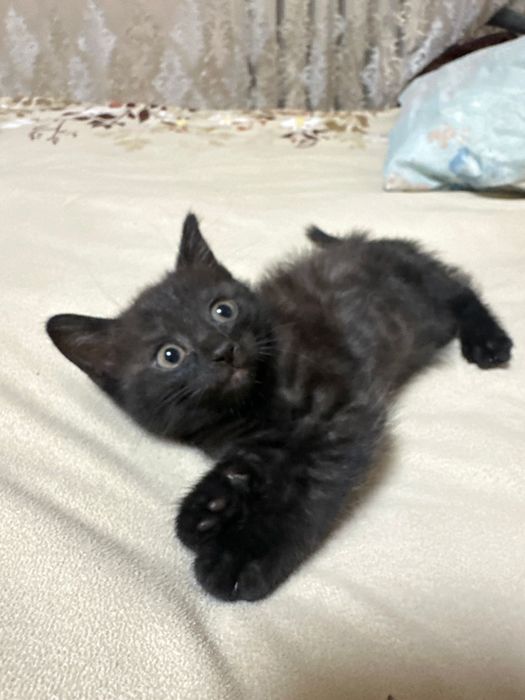 Отдаем котят БЕСПЛАТНО