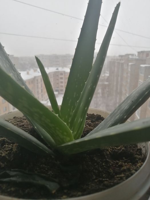 Алое вера лечебное