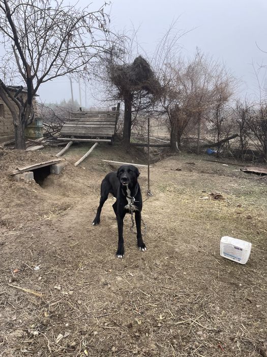 Щенок тобет еркек