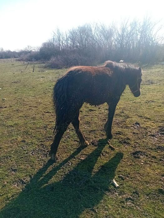 Конче на 7 месеца