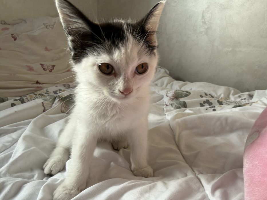Кот бесплатно обычный кот