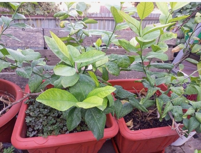 Лимон комнатный обмен