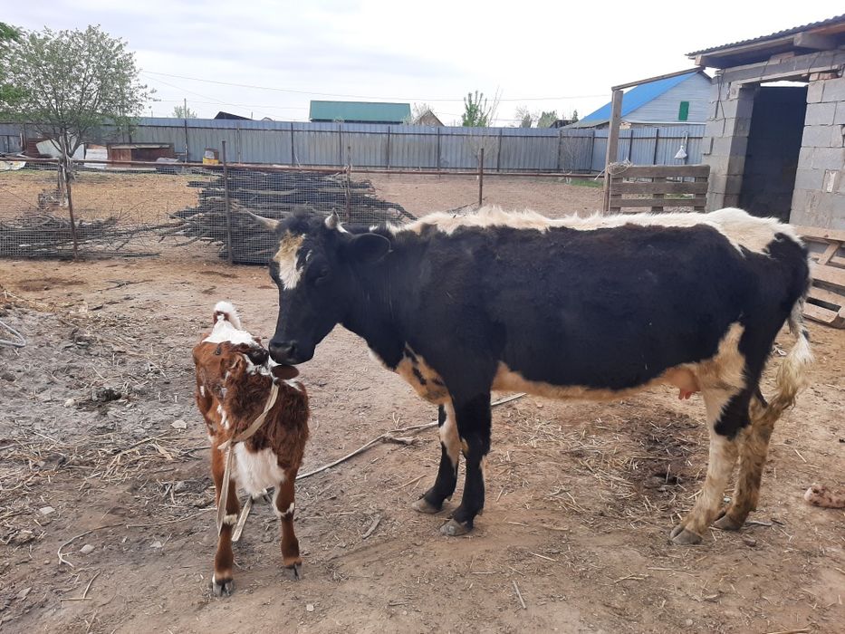 Сүтті Сиырлар бызауымен сатамын