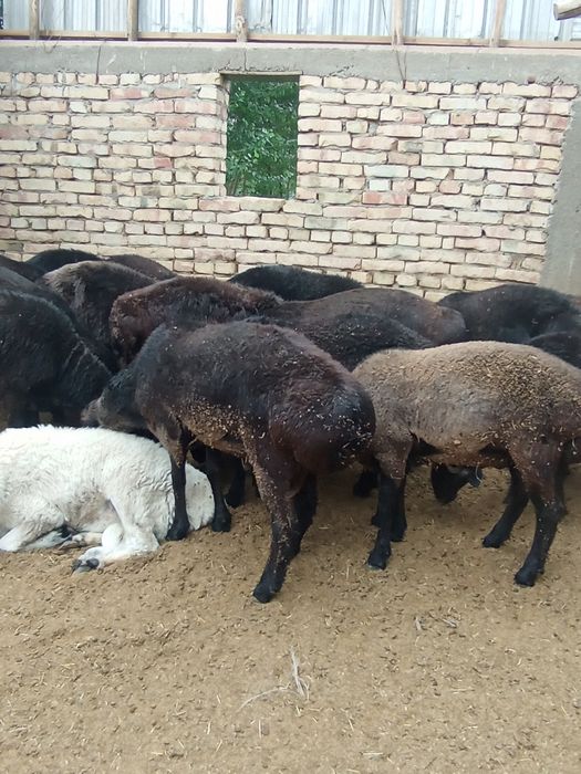 Taglar sotiladi 45 bor