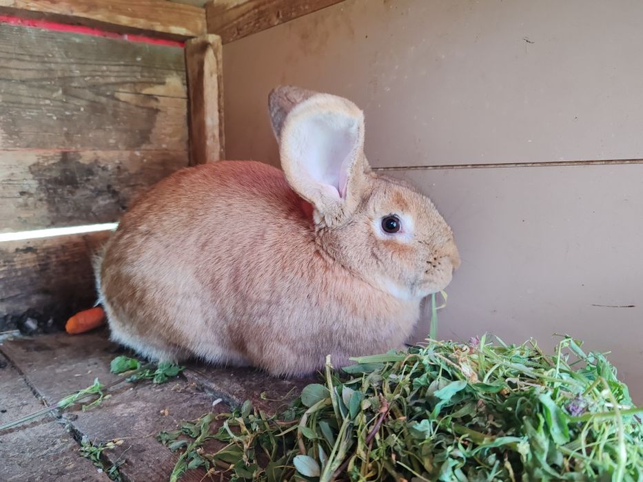 Iepuri belgian urias