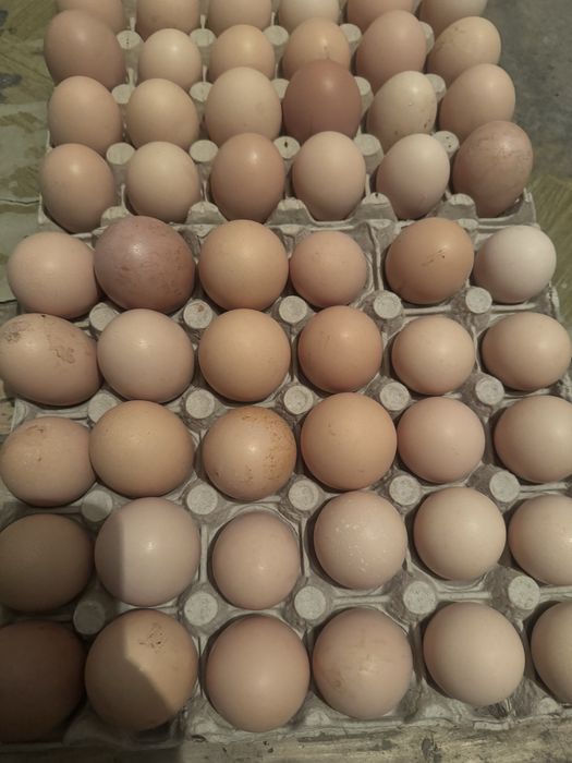 Vand oua gaini de casa