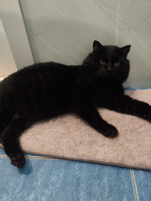 Кот в добрые ответственные руки