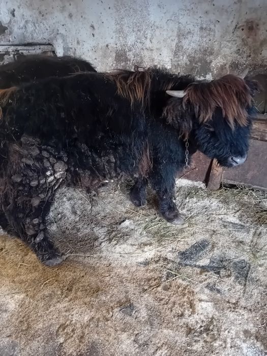 Vând viței highland