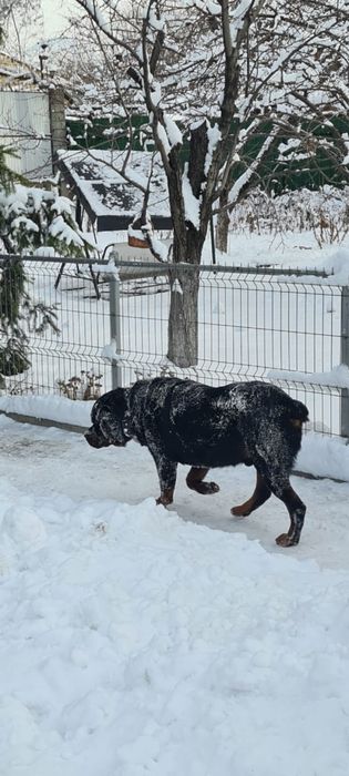 Ротвелер БОСС ищет невесту для вязки.