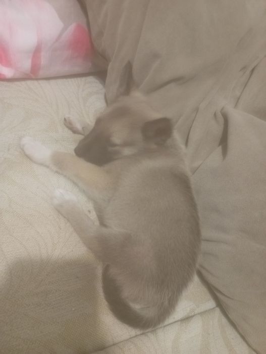 Продам щенка щенку месяц