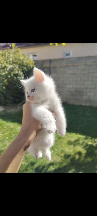2месячные котята