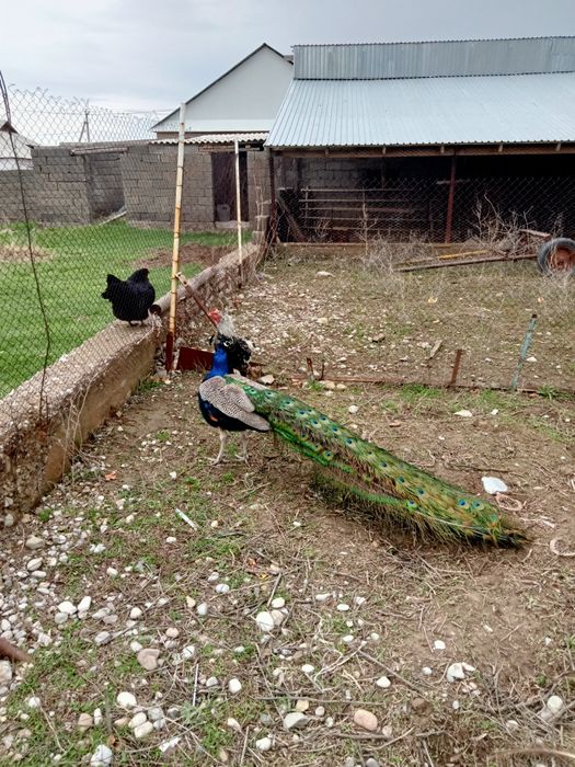 Продаётся перья павлина