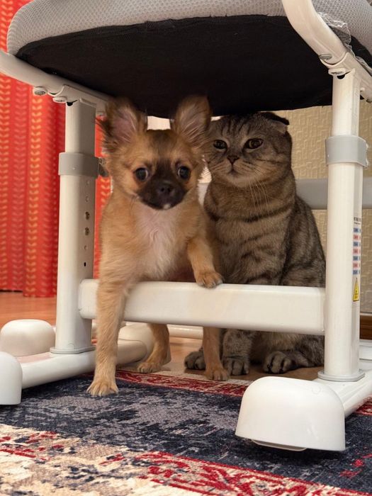 Продам щенка породы чихуахуа