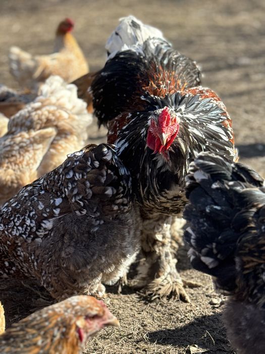 Oua de incubat gaini brahma